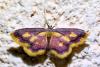 Idaea muricata